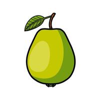 guava fruit illustration vector