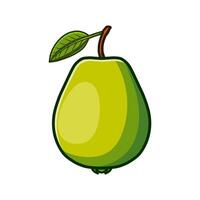 fresh guava illustration vector