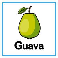 guava alphabet illustration vector