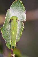 astuto emperador - charaxes jasio foto