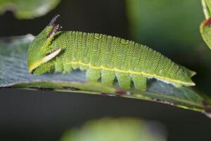 astuto emperador - charaxes jasio foto