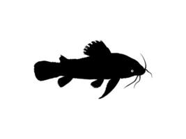 Silhouette of the The Kwi Kwi or Hoplosternum littorale is a species of Armoured Catfish from the Callichthyidae family. Vector Illustration
