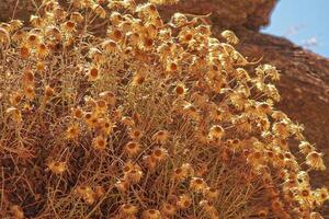 phagnalon flower in warm summer sun in close-up photo