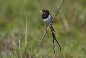 Strange tailed Tyrant, Ibera Marsh National Park, Corrientes, Argentina. photo