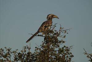 African grey hornbill, Kruger National Park, Africa. photo