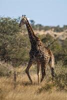 jirafa, kruger nacional parque, sur África foto