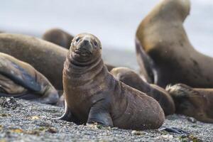 mar león cachorro, en playa cría colonia península Valdés, Patagonia foto