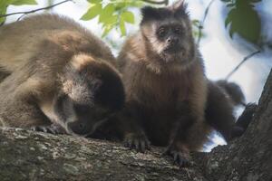 Brown striped tufted capuchin monkey,Amazon jungle,Brazil photo