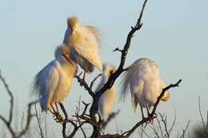 Cattle Egret, Bubulcus ibis, perched, La Pampa Province, Patagonia, Argentina photo