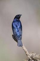 brillante cowbird en caldén bosque ambiente, la pampa provincia, Patagonia, argentina. foto