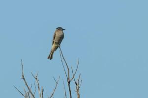 Crowned Slaty Flycatcher in Calden Forest environment, La Pampa Province, Argentina. photo