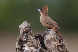 marrón cacholote , en pampa bosque ambiente, la pampa provincia, Patagonia , argentina foto