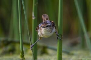 Wren like rushbird, in marsh environment, Patagonia, Argentina photo