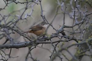 Grass Wren, in Calden Forest environment, La Pampa Province, Patagonia, Argentina. photo