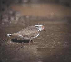 Three banded plover,in swamp environment, South Africa photo