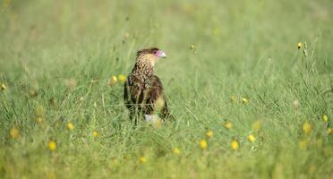 Southern Crested Caracara, Patagonia , Argentina photo