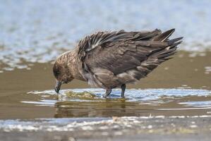 South polar skua,Stercorarius maccormicki, Antartica photo