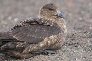 South polar skua,Stercorarius maccormicki, Antartica photo