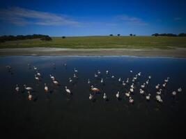 Flock of flamingos, Aerial view,Patagonia, Argentina photo