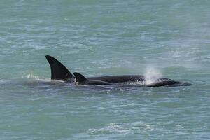 orca familia, Patagonia argentina foto