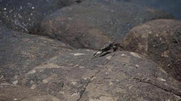 small crabs walking on the rocks by the beach video