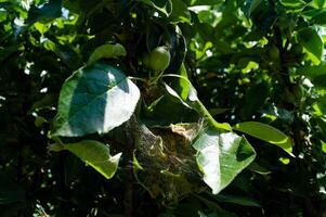 Apple pest moth caterpillars yponomenta malinellus photo