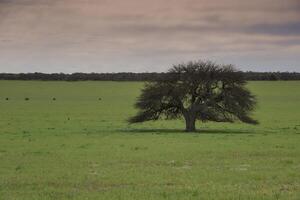 Calden forest landscape, La Pampa province, Patagonia, Argentina. photo