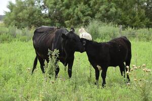 Cattle and  calf sucking, Argentine countryside,La Pampa Province, Argentina. photo