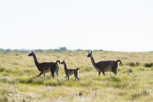 guanacos en pampa pradera ambiente, la pampa provincia, Patagonia, argentina. foto