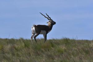 Male Blackbuck Antelope in Pampas plain environment, La Pampa province, Argentina photo