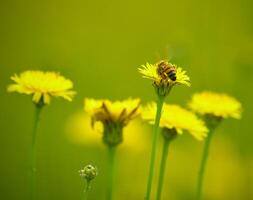 Bee on wild flowers photo