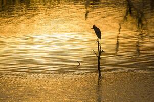 Great White Egret at sunset landscape, La Pampa, Province, Patagonia, Argentina. photo