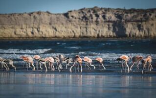 rebaño de flamencos alimentación en el costa de el océano, península valdés,patagonia argentina foto