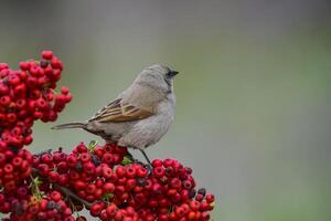 Bird eating red fruits,Patagonia Argentina photo