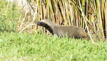 Little grison in grass environment,Patagonia, Argentina photo