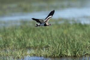 Southern Lapwing, Vanellus chilensis in flight, La Pampa Province, Patagonia, Argentina photo