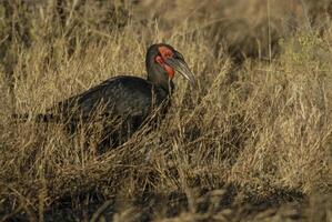 del Sur suelo cálao, bucorvus plomobeateri, kruger nacional parque, sur África foto