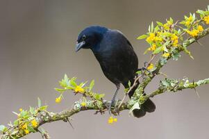 brillante cowbird en caldén bosque ambiente, la pampa provincia, Patagonia, argentina. foto