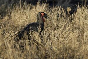 del Sur suelo cálao, bucorvus plomobeateri, kruger nacional parque, sur África foto