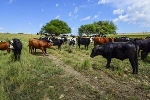 vacas alimentado con césped, pampa, patagonia, argentina foto