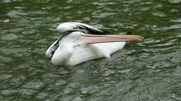 Undans or pelicans are water birds that have a pouch under their beak. Its scientific name is Pelecanus onocrotalus. Very beautiful with white color. One of the popular animals in Ragunan. video