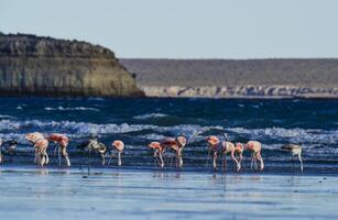 Flamingos feeding at low tide,Peninsula Valdes,Patagonia, Argentina photo