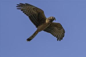 Cinereous Harrier, Circus cinereus, La Pampa, Argentina photo