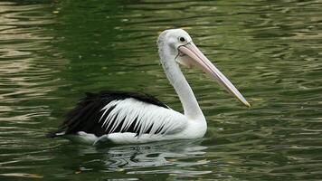 Undans or pelicans are water birds that have a pouch under their beak. Its scientific name is Pelecanus onocrotalus. Very beautiful with white color. One of the popular animals in Ragunan. video