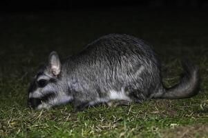 Vizcacha , Lagostomus maximus,  El Palmar National Park , Entre Rios Province, Argentina photo