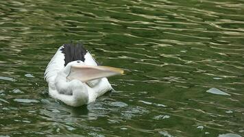 undans ou pelicanos estão água pássaros este ter uma bolsa debaixo seus bico. Está científico nome é pelecano onocrotalus. muito lindo com branco cor. 1 do a popular animais dentro ragunan. video