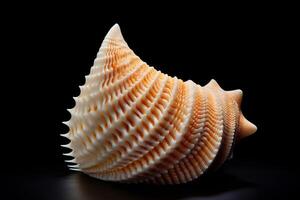 The beauty of a perfectly-shaped seashell photo