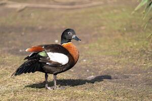 Australian Shelduck, Tadorna tadornoides photo