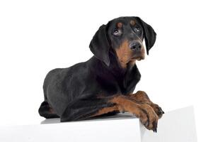 Studio shot of an adorable ans curoius Erdelyi kopo dog photo