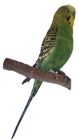 periquito, loro en un rama png